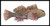 Gyotaku06 Cabazon