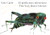 The Very Quiet Cricket/El Grillo Muy Silencioso (Bilingual English-Spanish Edition) By Eric Carle - Board Books