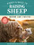 Storey's Guide to Raising Sheep, 5th Edition: Breeding, Care, Facilities By Paula Simmons - Paperback
