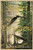 Eagles and Evergreens By Robert B. Charles - Paperback