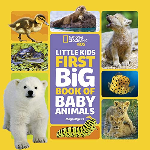 Little Kids First Big Book of Baby Animals By Maya Myers - Hardcover