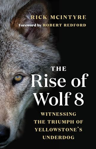 The Rise of Wolf 8: Witnessing the Triumph of Yellowstone's Underdog By Rick McIntyre - Paperback