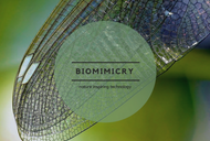 Biomimicry: When Nature Inspires Technology