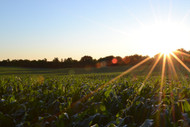 Blast the Weeds Away: One Man's Approach to Organic Farming