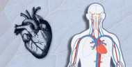 The Circulatory System: The Hydraulics of the Human Heart