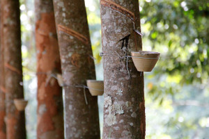 Natural rubber: It doesn't come from the rubber tree in your
