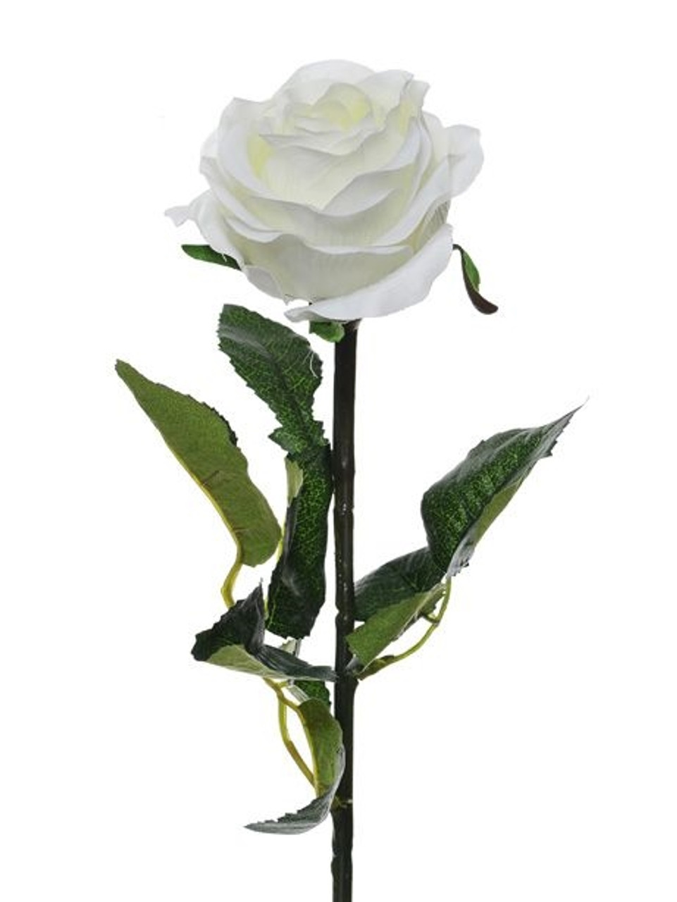 Single shop white rose