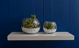 Home Inspiration: Three Ways to Display Succulents