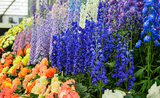 Get the Chelsea Look - Wild Flower Trends