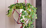 How to: Create a Macramé Hanging Planter