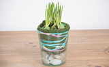 Make it Monday: Spring Potted Muscari.