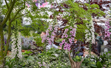 RHS Chelsea Flower Show 2017