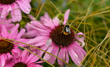 RHS Tatton Flower Show: The Floral Design Marquee