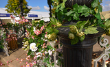 The Bandstand Gets a Revamp - Southport Flower Show