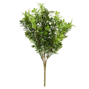 Boxwood Myrtle Bush 33 cm from Country Baskets