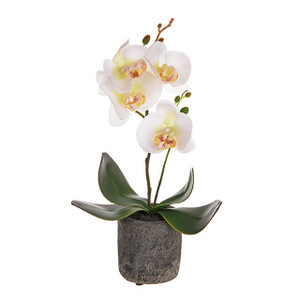 Potted Mini Orchid Cream 32 cm from Country Baskets Potted Mini Orchid Cream 32 cm from Country Baskets