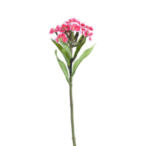 Dianthus Beauty 32 cm
