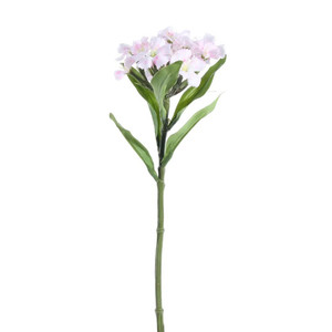 Dianthus Cream and Pink 32 cm