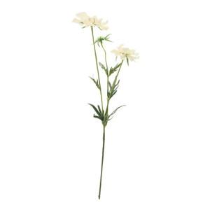 Scabiosa Spray White x 3