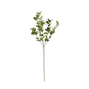 Pittosporum Spray Green from Country Baskets Pittosporum Spray Green from Country Baskets