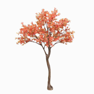 Japanese Acer Tree Red 2.7M