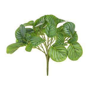 Calathea Bush x9 UV - 28cm from Country Baskets