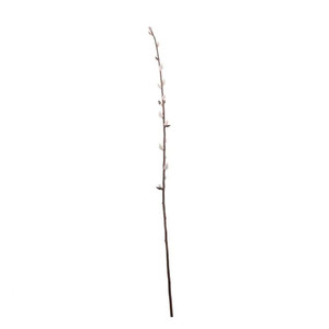 Coated Pussy Willow - 102cm