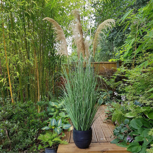 Pampas Potted 7 Heads 160Cm
