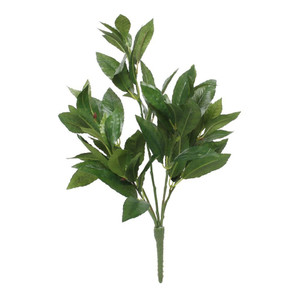 BAY Leaf Spray