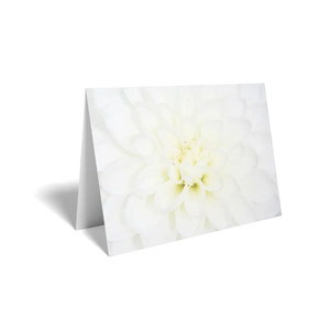 Folded Card  White Chrysanthemum Folded Card  White Chrysanthemum