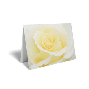 Folded Card  Cream Roses