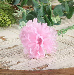 Carnation Single Pink Carnation Single Pink
