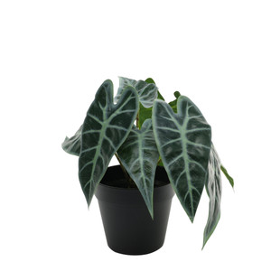 Plant House caladium 23cm potted  Plant House caladium 23cm potted