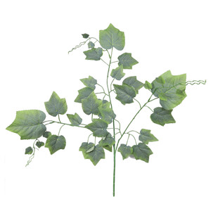Essential Grape x12 - Green Essential Grape x12 - Green