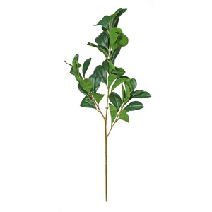 Essential Hard Ruscus - Green Essential Hard Ruscus - Green