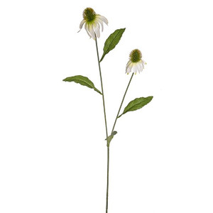 Rudbeckia Spray Cream