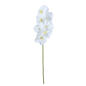 Single Orchid - 73cm from Country Baskets