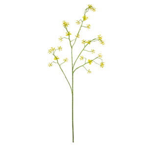 Cornus Mas Tree Flower - 75cm from Country Baskets