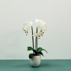 Medium Phalaenopsis Orchid-White in Ceramic Pot-3 stems H52cm(1/12) from Country Baskets