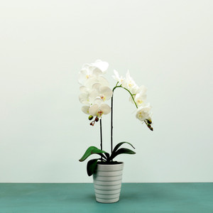 Aragon Phalaenopsis Orchid-White in White Ceramic Pot-2 stems H58cm(1/12) from Country Baskets