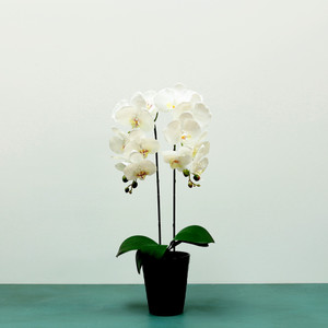 Aragon Phalaenopsis Orchid-White in Black Ceramic Pot-2 stems H58m(1/12) from Country Baskets