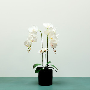 Aragon Phalaenopsis Orchid-White in Ceramic Pot-3 stems H62cm(1/12) from Country Baskets