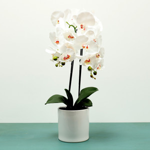 Aragon Phalaenopsis Orchid-White in Ceramic Pot-2 stems H62cm(1/12) from Country Baskets