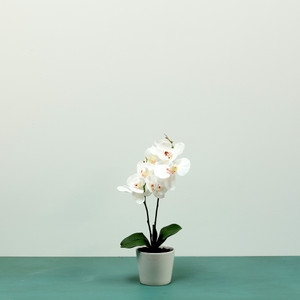 Aragon Phalaenopsis Orchid-White in Ceramic Pot-1 stem H42cm(1/12) from Country Baskets