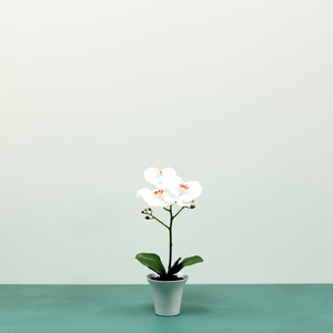 Aragon Phalaenopsis Orchid-White in Ceramic Pot -1 stem H38cm(1/12) from Country Baskets