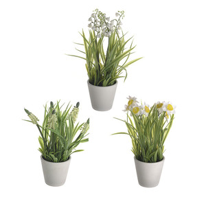 Potted Spring Bulbs 3Ast 20Cm from Country Baskets