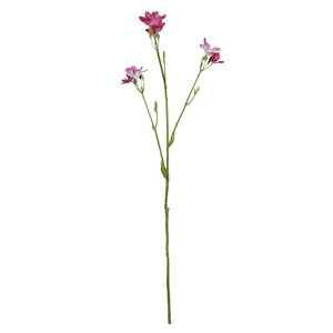 Belemcanda Chinensis Spray - Purple - 60cm from Country Baskets