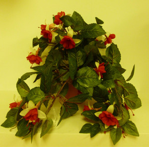 Hanging Fuchsia Bush Red/Cream
