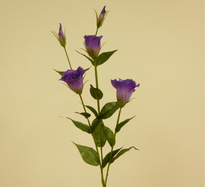 84cm Eustoma Spray x3 Purple