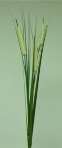 Cattail Spray Cream
